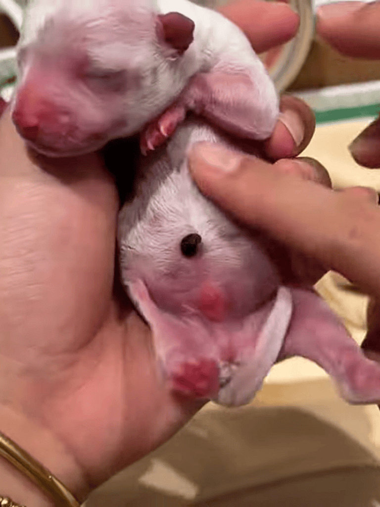 Adorable newborn puppy being gently held, showcasing tiny size and fragile nature.