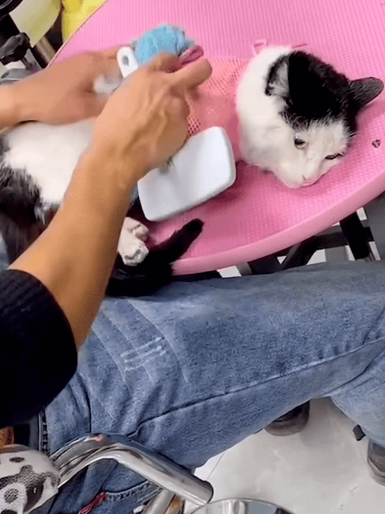 Wellness grooming session for cat.