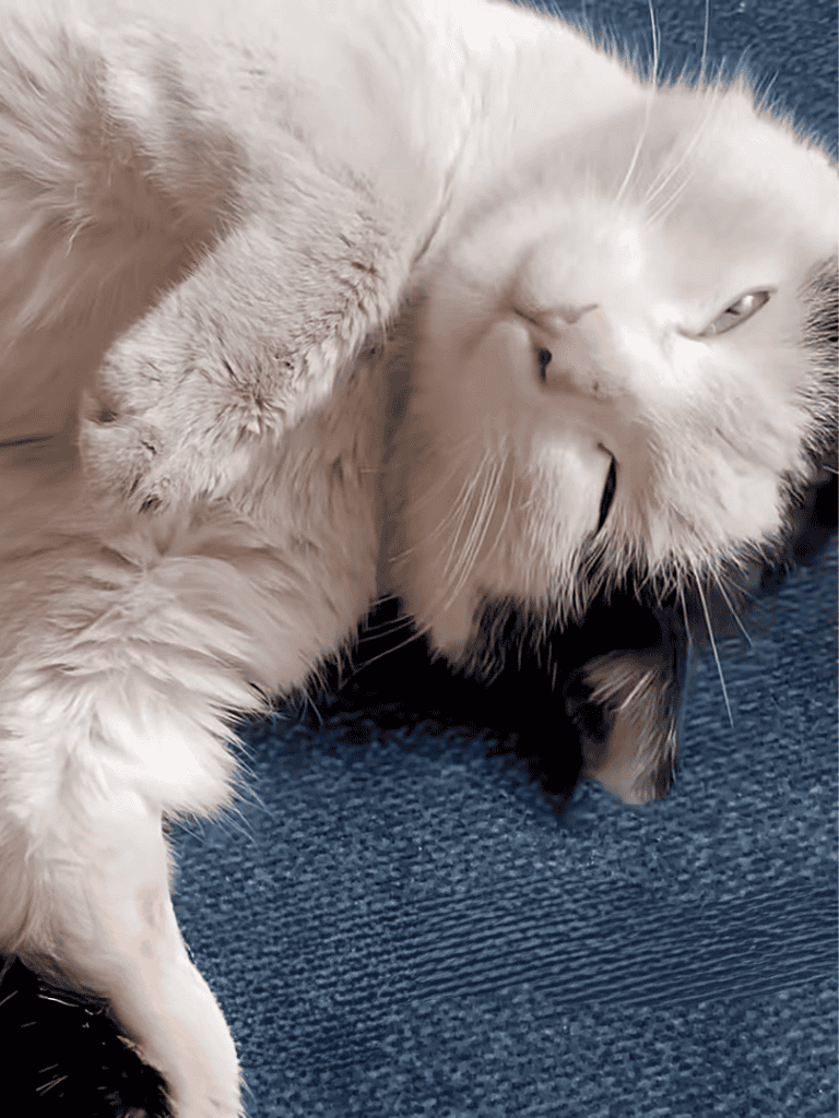 Adorable white kitten relaxing on a soft blue carpet, showing cute lounging behavior.
