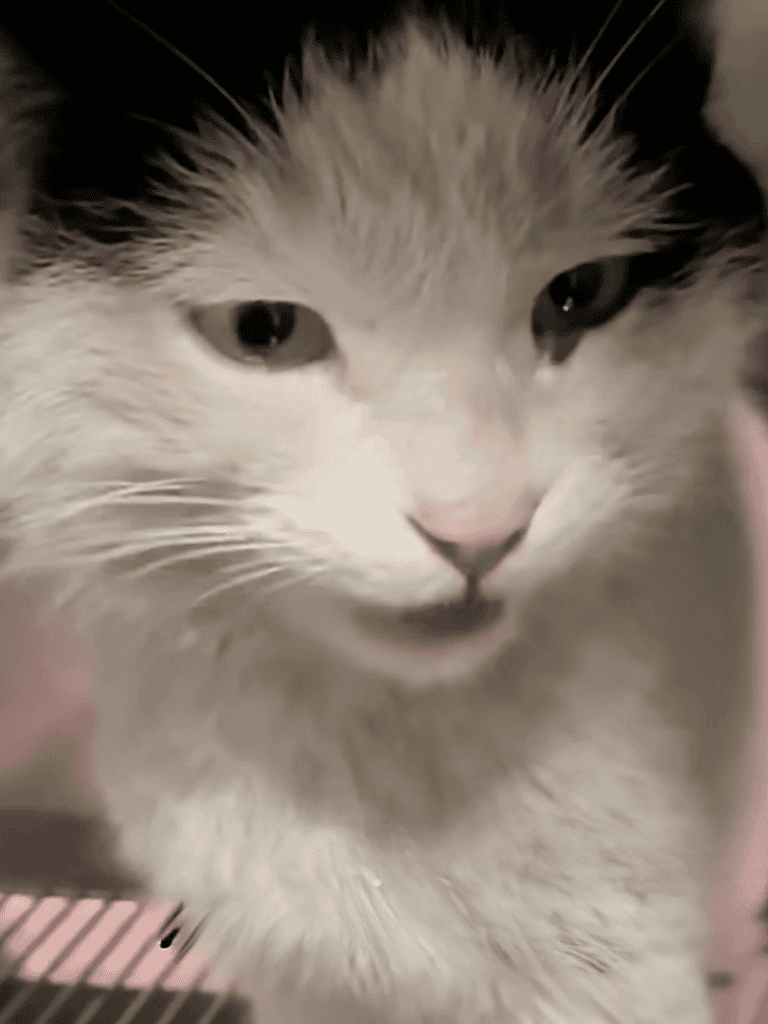 Close-up of adorable gray and white cat face with piercing eyes, showcasing feline beauty and innocence.