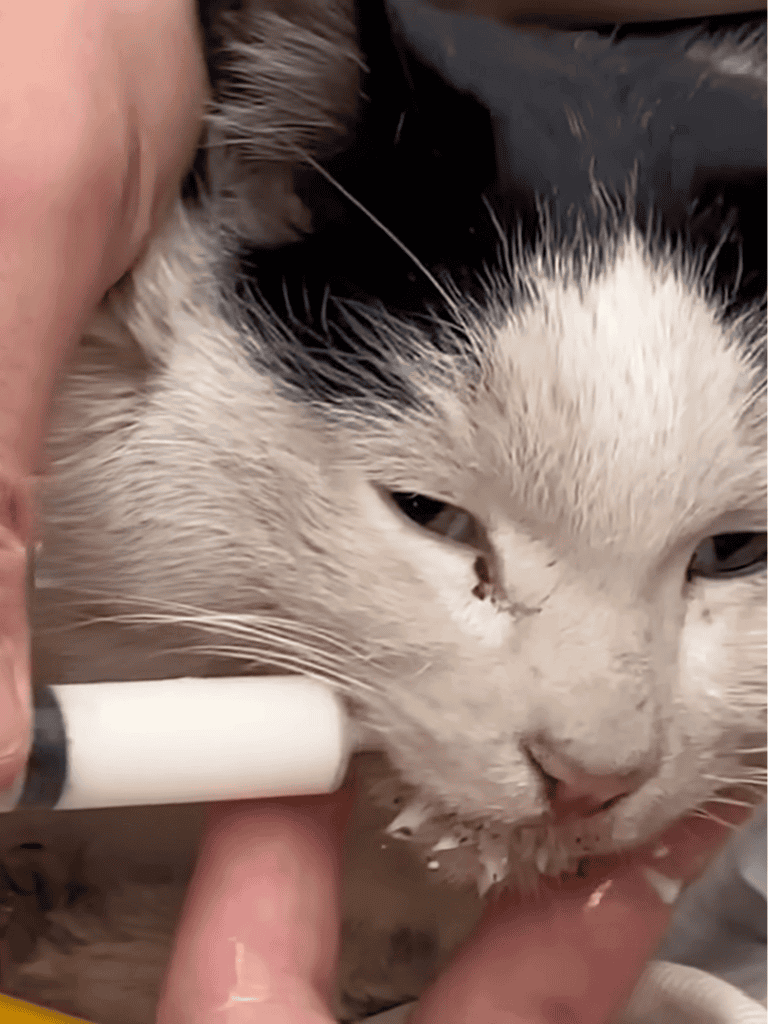 Close-up of a black and white cat receiving dental cleaning with a dental tool.