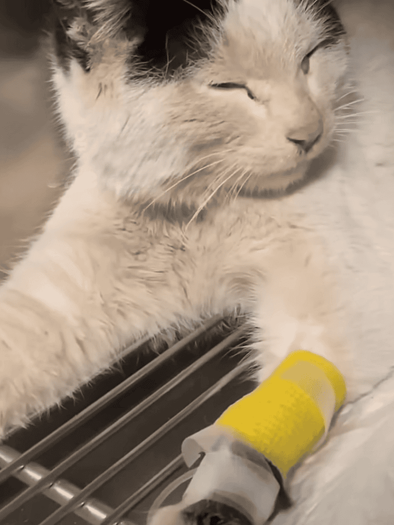 Close-up of adorable sleeping cat with bandage on paw, resting peacefully.