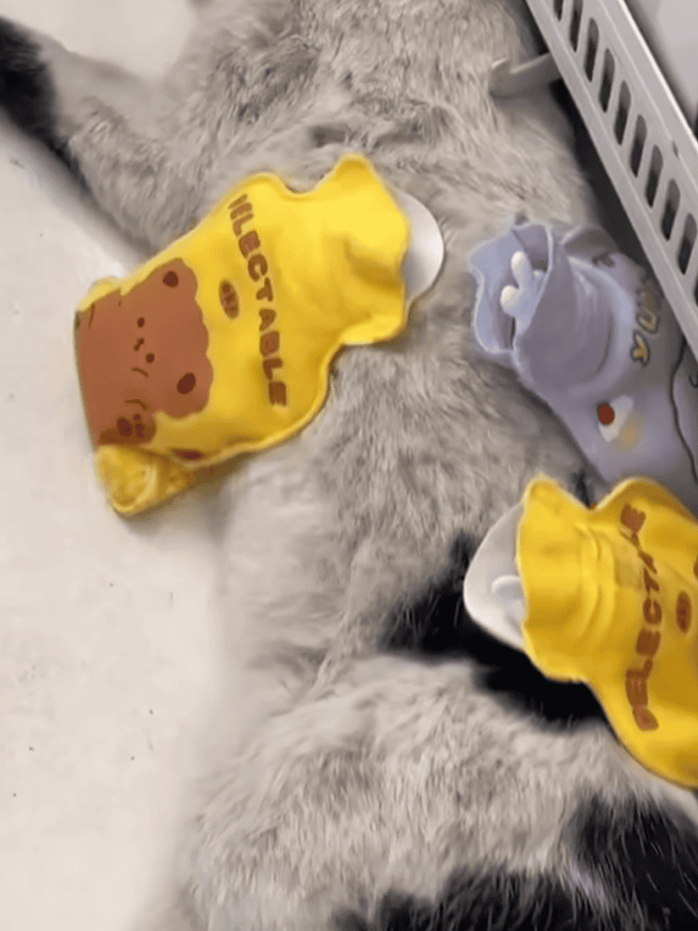 Dog puppy resting with plush toys, soft bedding, and comfy environment.