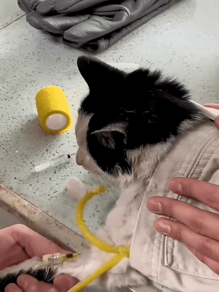 Veterinary emergency kit for pets.