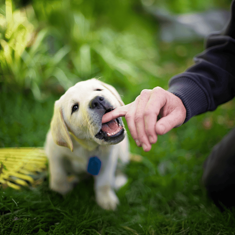 Adorable Labrador puppy being trained with a treat in a lush green garden.