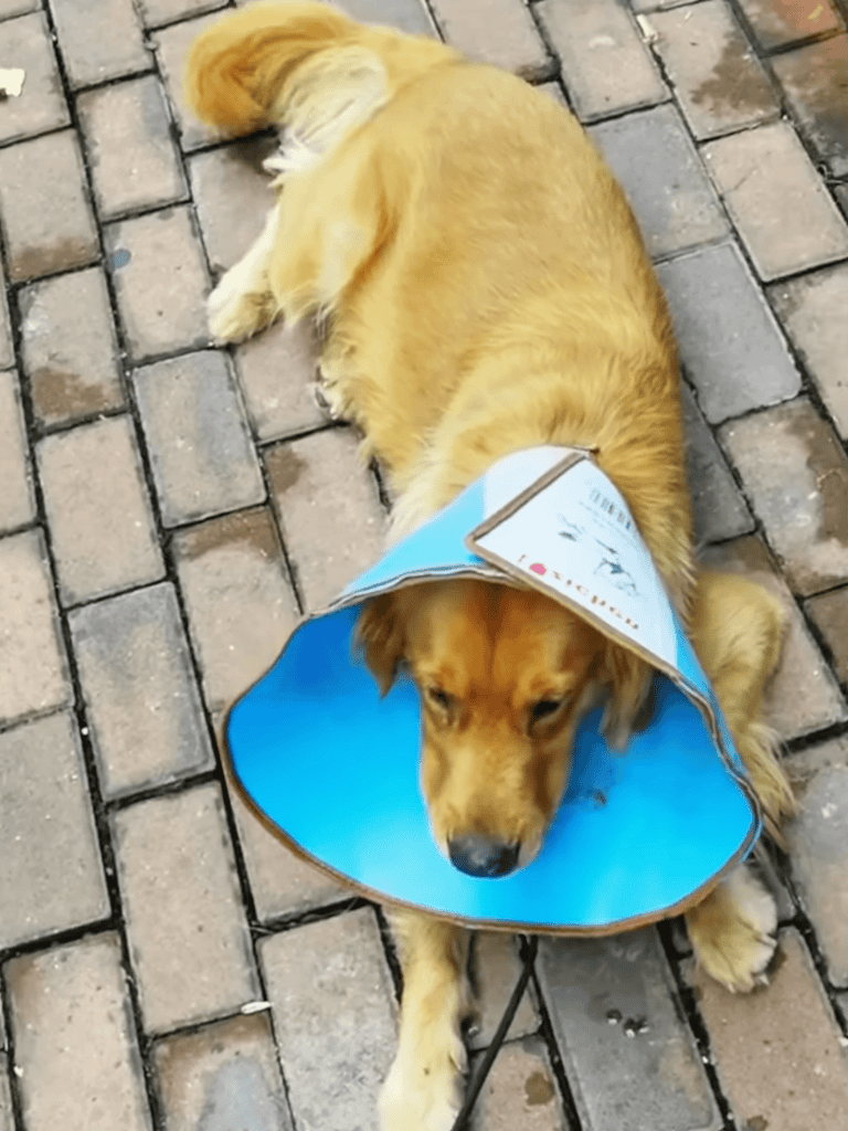 Dog lying with cone collar on, outdoor brick surface, pet protection.