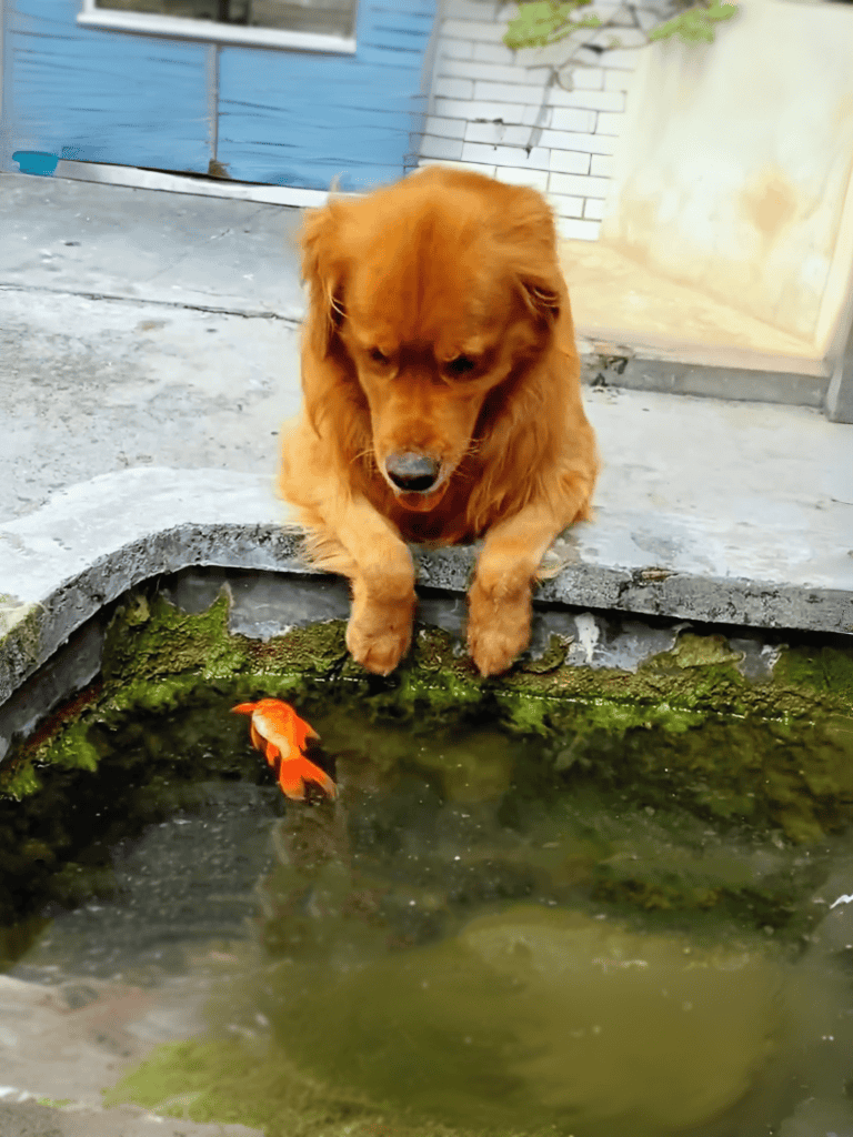 Dog looking at goldfish in pond, outdoor pet photography.