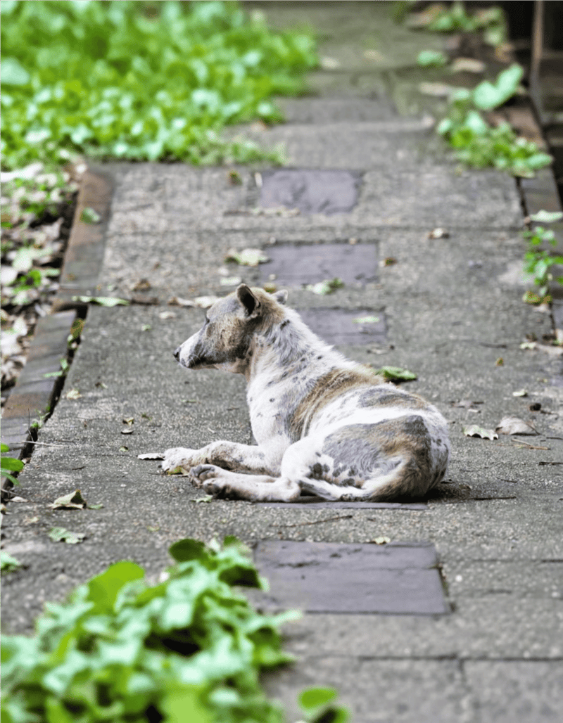 Dog lying on garden path, surrounded by greenery, enjoying calm outdoor environment.