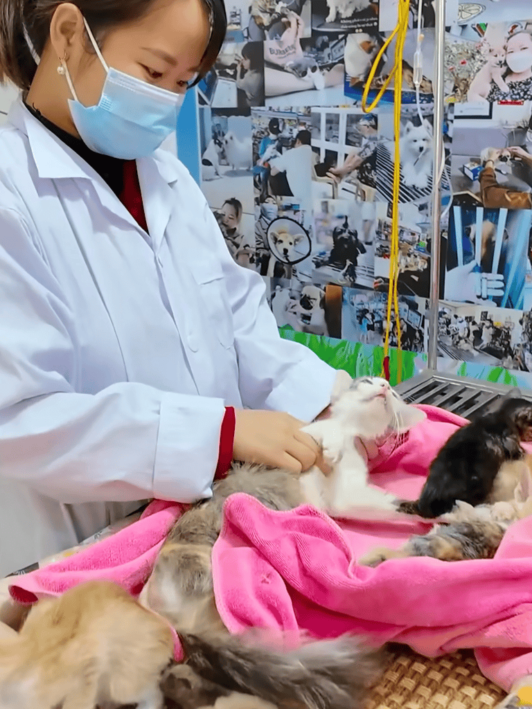 Vet woman with face mask caring for playful kittens on pink blanket.