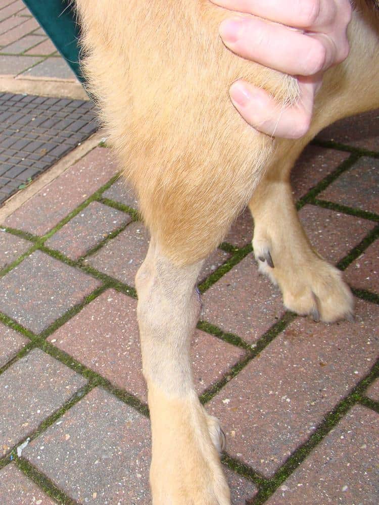 Close-up of a dog’s leg with a person gently holding it, emphasizing pet care and grooming.