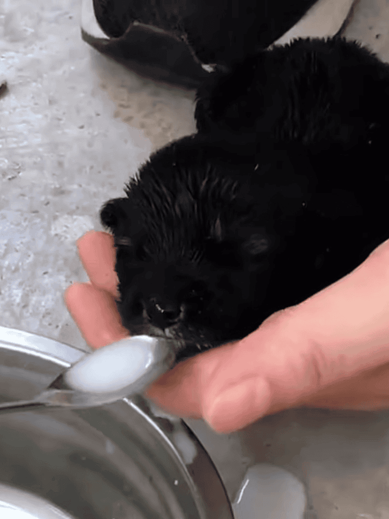Adorable black puppy drinking water from a spoon during bath time.