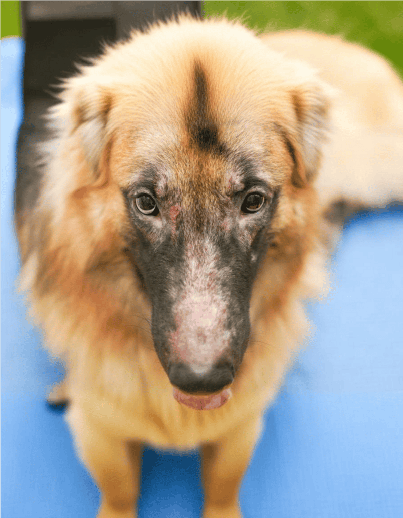 Sad-looking dog with skin issues, seeking veterinary care or dog wellness solutions.