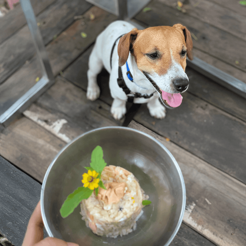 Adorable puppy receiving healthy homemade dog food with natural ingredients outdoors.