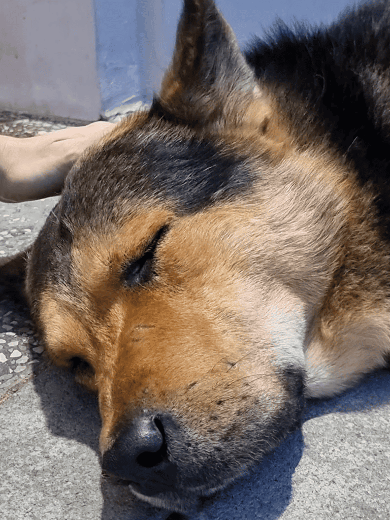 Close-up of a dog resting on the ground, sleeping calmly.