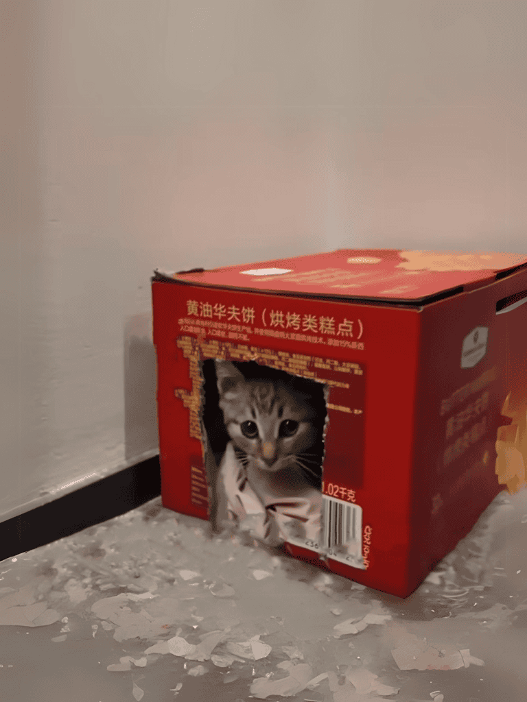 Adorable kitten emerging from a red snack box with Chinese text, playful and curious.