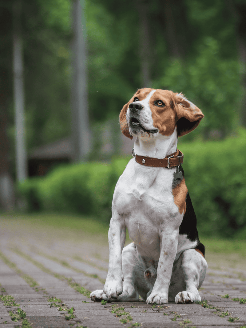 Friendly Beagle dog sitting on a brick path in a lush green park.