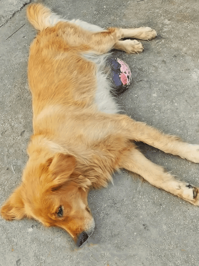Dog lying on ground with ball, resting peacefully.