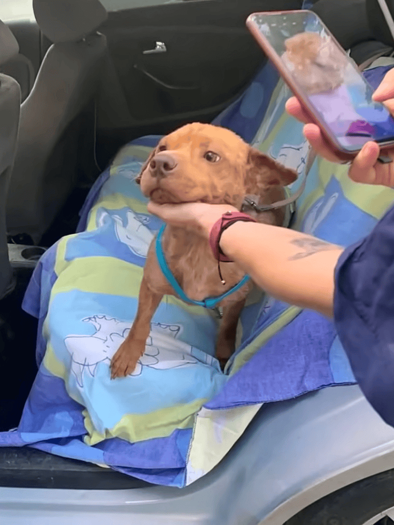 Adorable brown puppy on car seat being comforted with head pet, dog wellness, and stress relief.