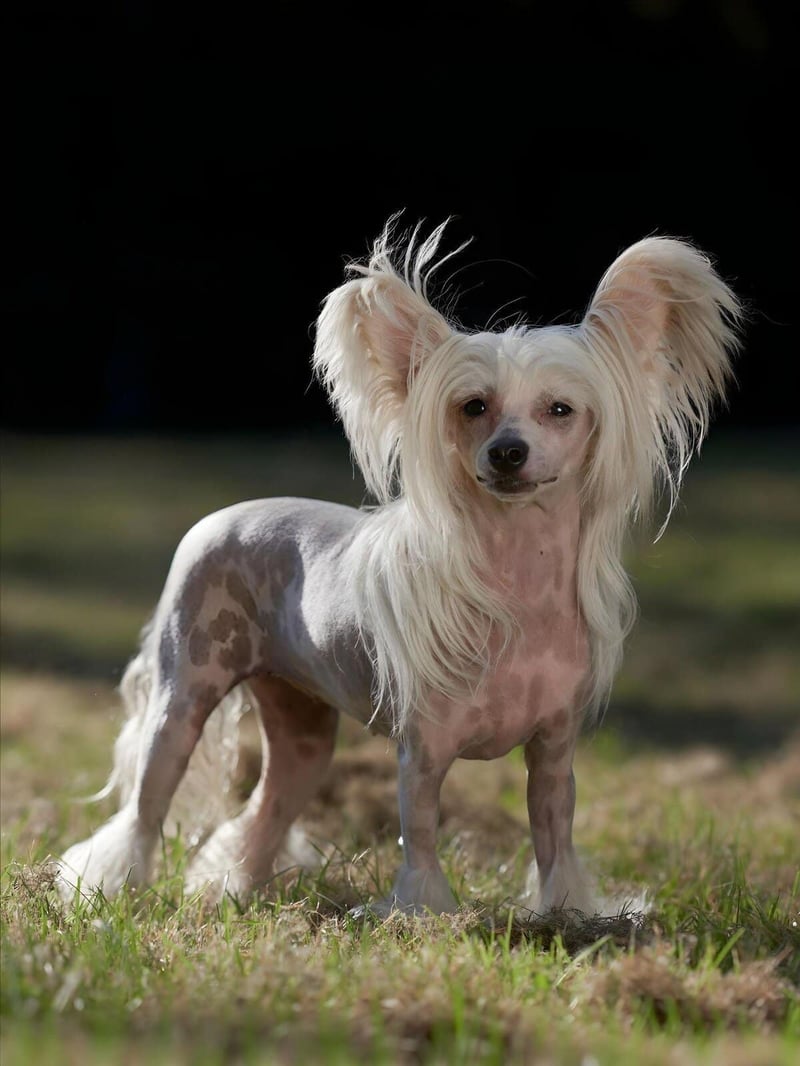 Adorable hairless dog with large ears, unique coat, standing outdoors in natural light.
