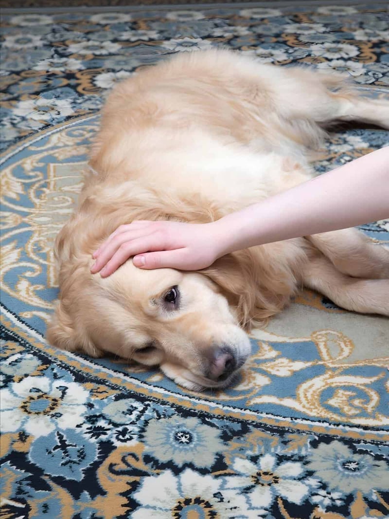 Dog lying on intricate blue and beige patterned rug, being gently petted.