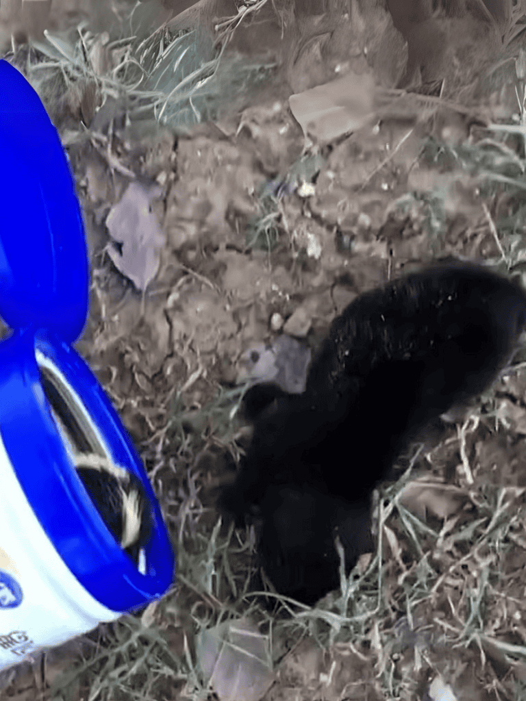 Adorable small black dog found outdoors next to a blue container, in a natural setting with dirt and dry leaves.