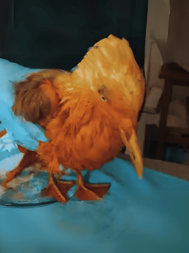 Close-up of a raven holding a corn husk on a blue surface, emphasizing bird feeding and wildlife photography.