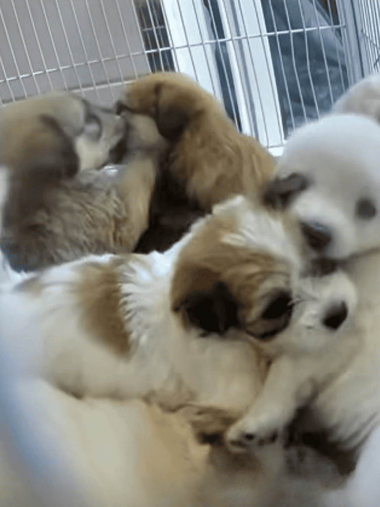 Puppies playing and cuddling together in a safe playpen.