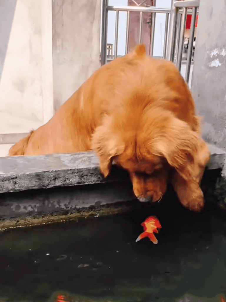 Adorable dog with vibrant fish in water, showcasing playful pet behavior and aquatic environment.