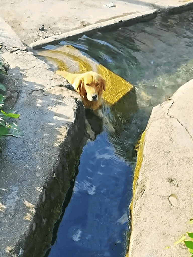 Golden retriever dog cooling off in stream or canal.