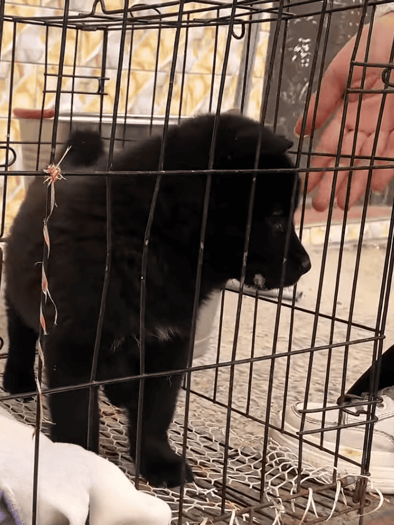 Adorable black puppy in a wire cage, seeking comfort and care.