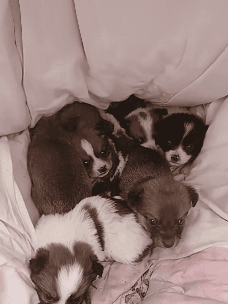 Adorable newborn puppies snuggling together on a cozy bed, perfect for puppy lovers.