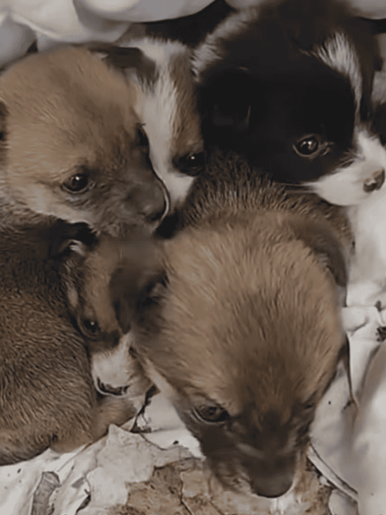 Adorable puppies close-up shot.