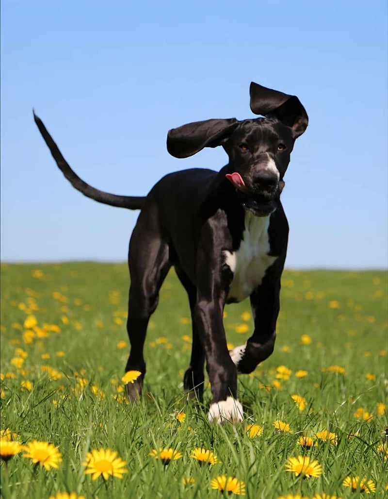 Dog running in a green field with yellow flowers, blue sky background, joyful and energetic pet.