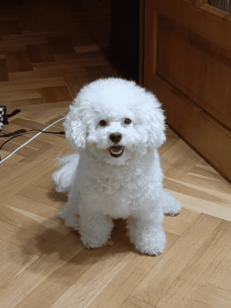 Cute white Bichon Frise sitting happily indoors, showing playful and friendly behavior.