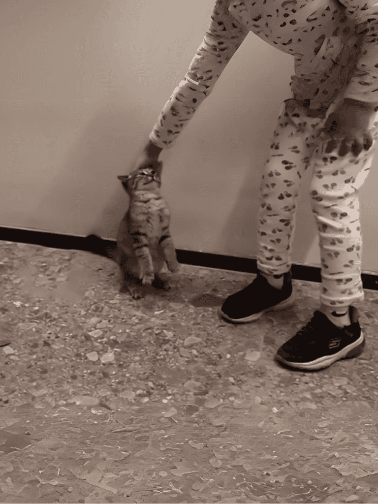 Cat reaching up to owner’s hand for play, indoors setting.