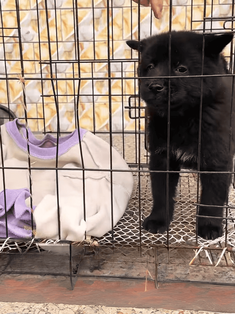 Adorable black puppy with a fluffy coat in a wire crate, waiting for a loving home.