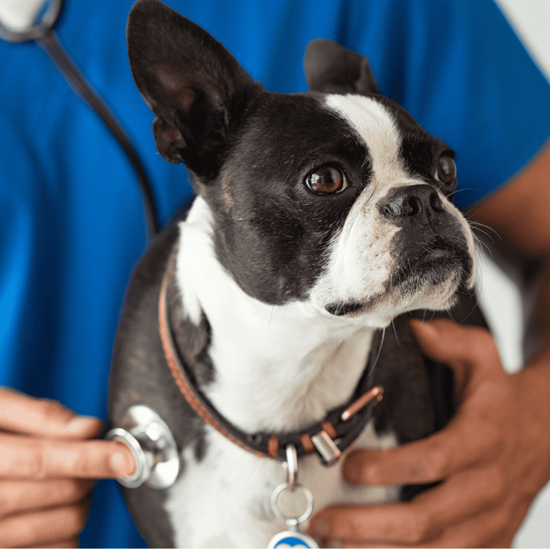 Highly detailed image of a Boston Terrier dog being examined by a veterinarian.