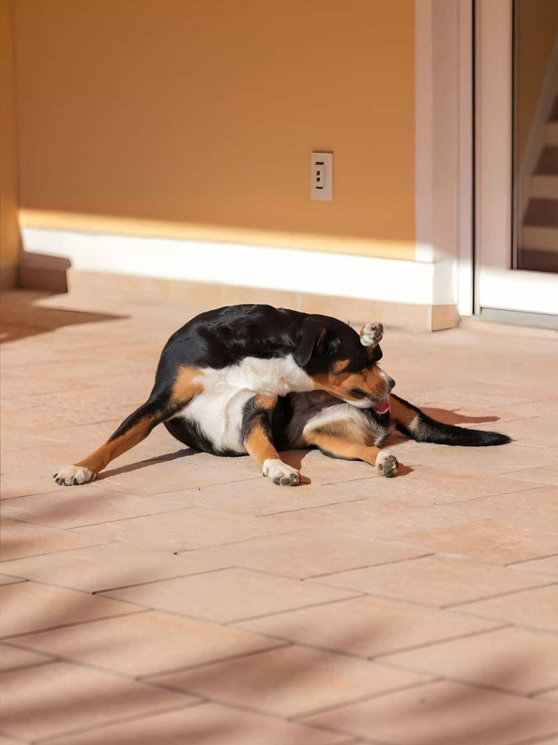Cute dog grooming in sunlight, dog with grooming towel, indoor home setting.