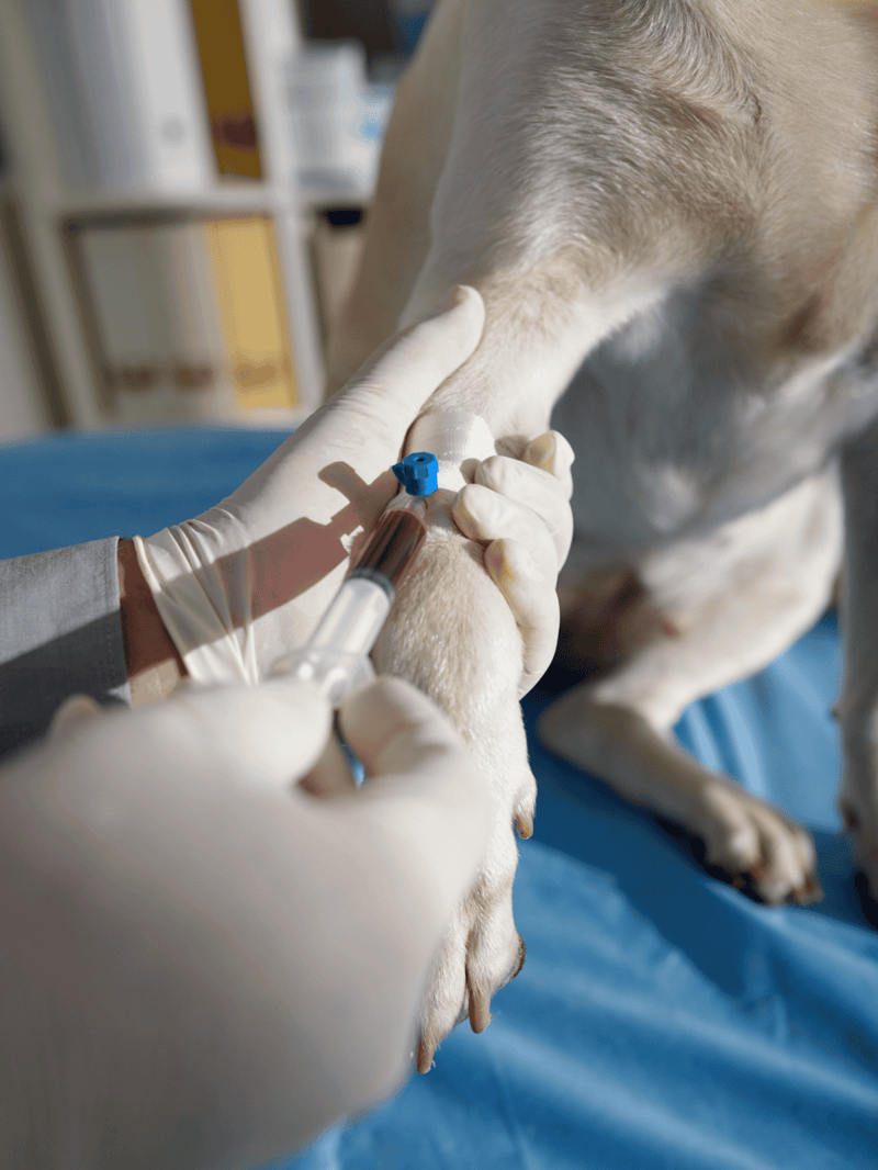 Alt text: Veterinarian administering a vaccine shot to a dog in a clinical setting.