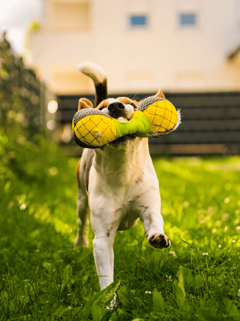 Dog with tennis ball toy in a lush green yard during daytime.