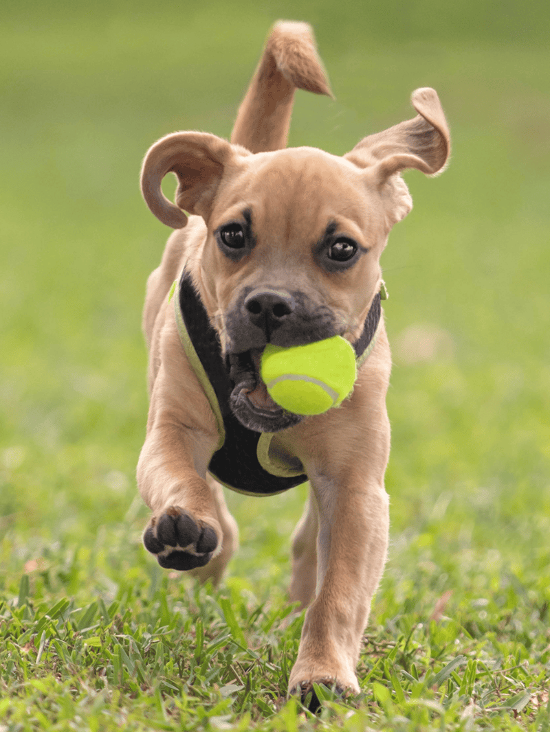 Adorable dog chasing a tennis ball outdoors.