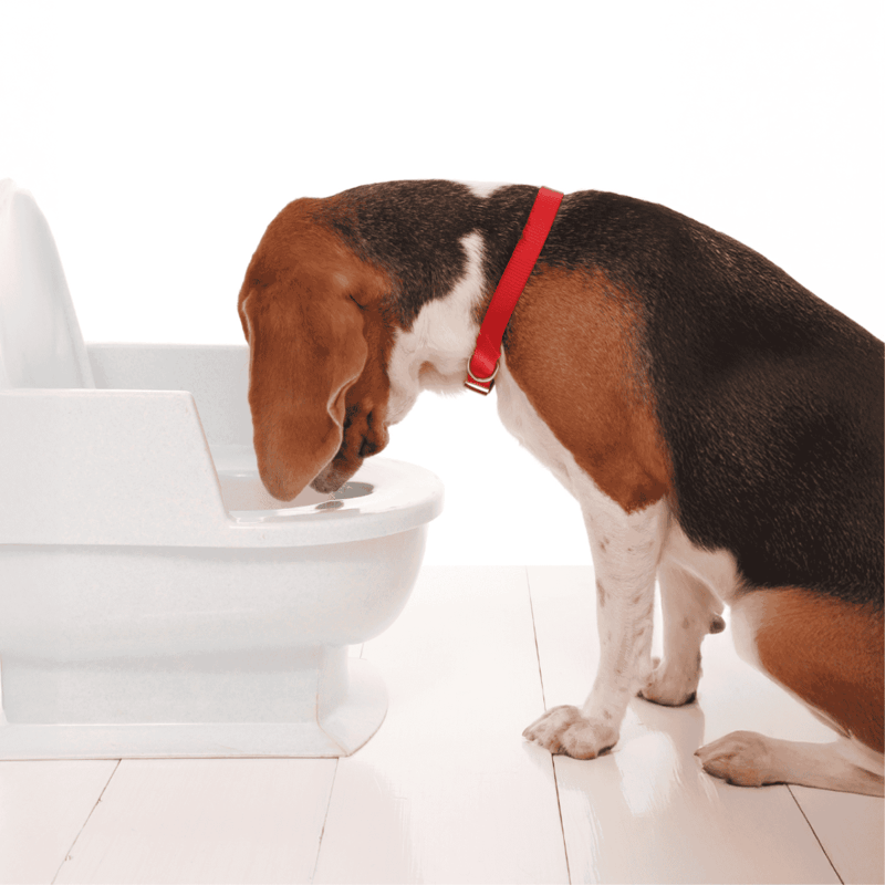 Dog potty training, Beagle puppy using modern indoor dog toilet for easy cleanup.