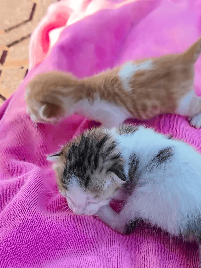 Adorable kittens cuddling on pink blanket, perfect for pet care and kitten fostering content.
