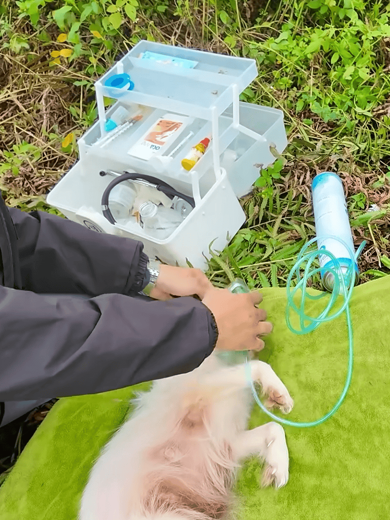 Emergency medical supplies for dogs outdoor.