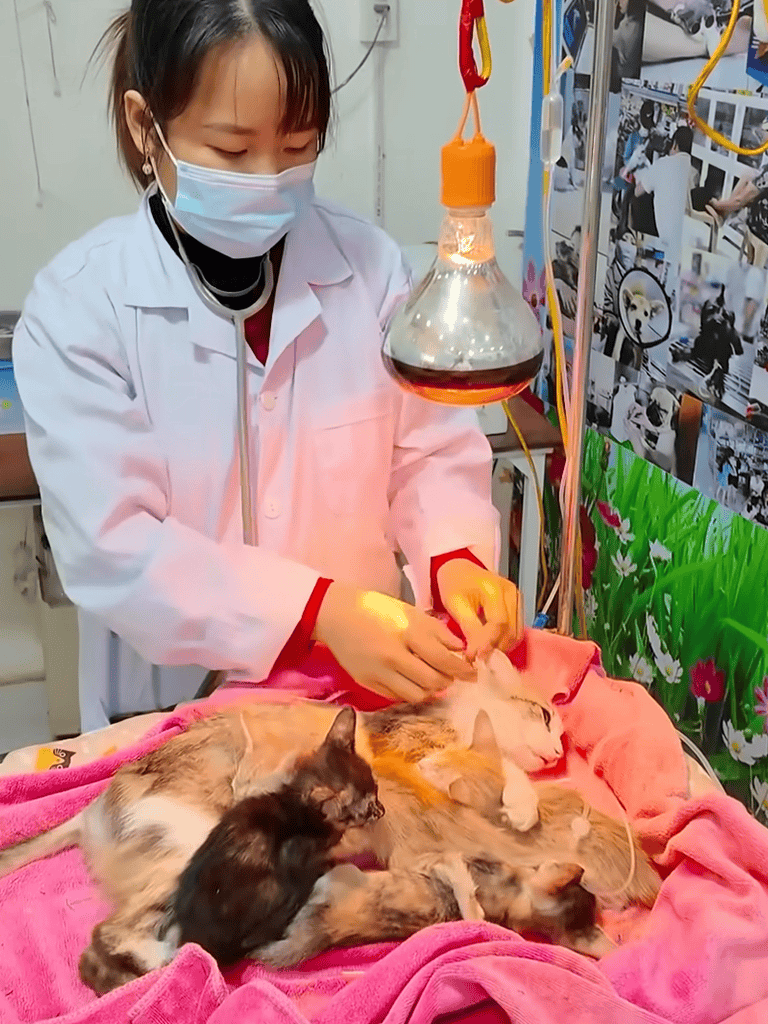 Veterinarian veterinarian caring for newborn kittens and adult cats in clinic.