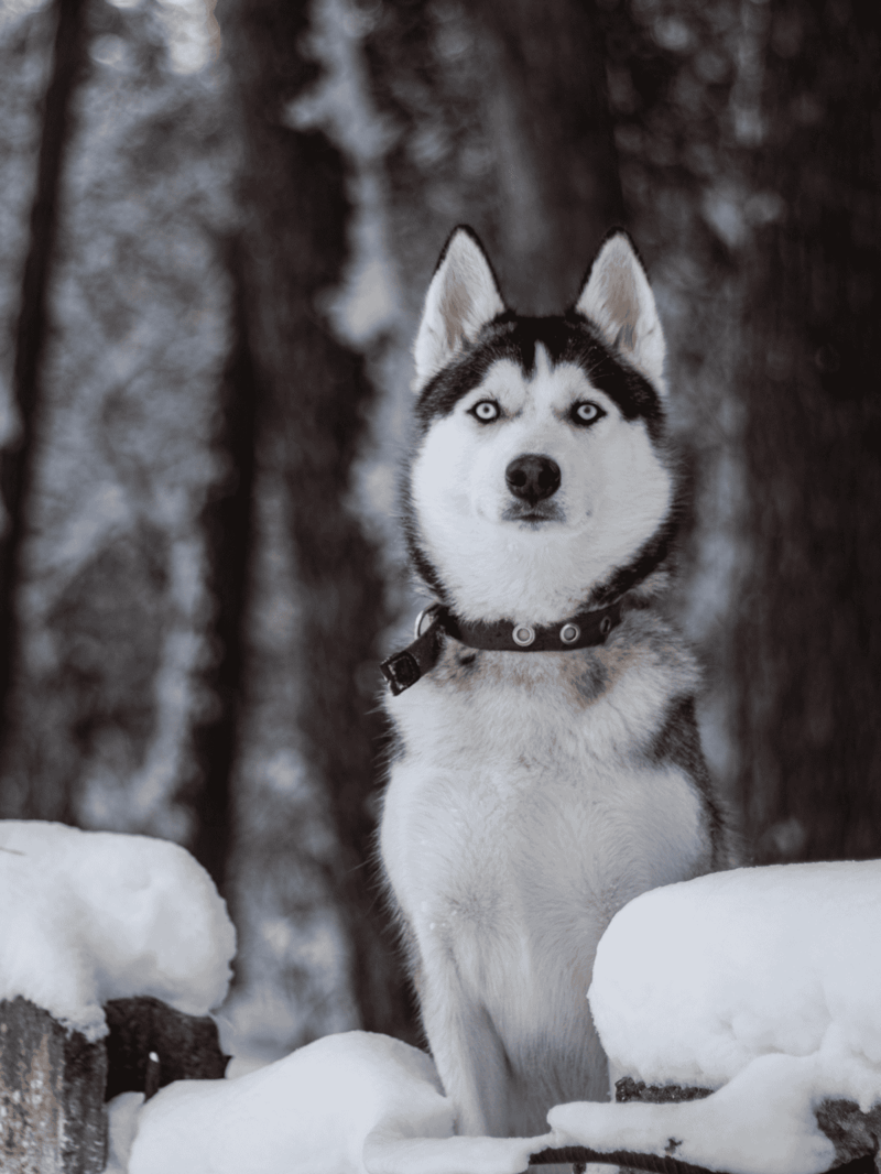 Husky dog in snow-covered forest, beautiful winter scene, majestic and alert Siberian Husky in nature.