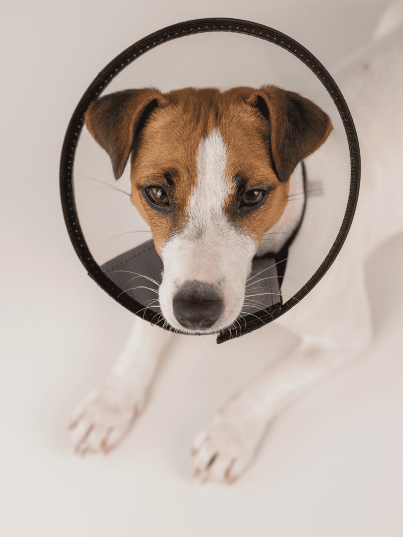 Dog cone pet collar for injury prevention and post-surgery recovery.
