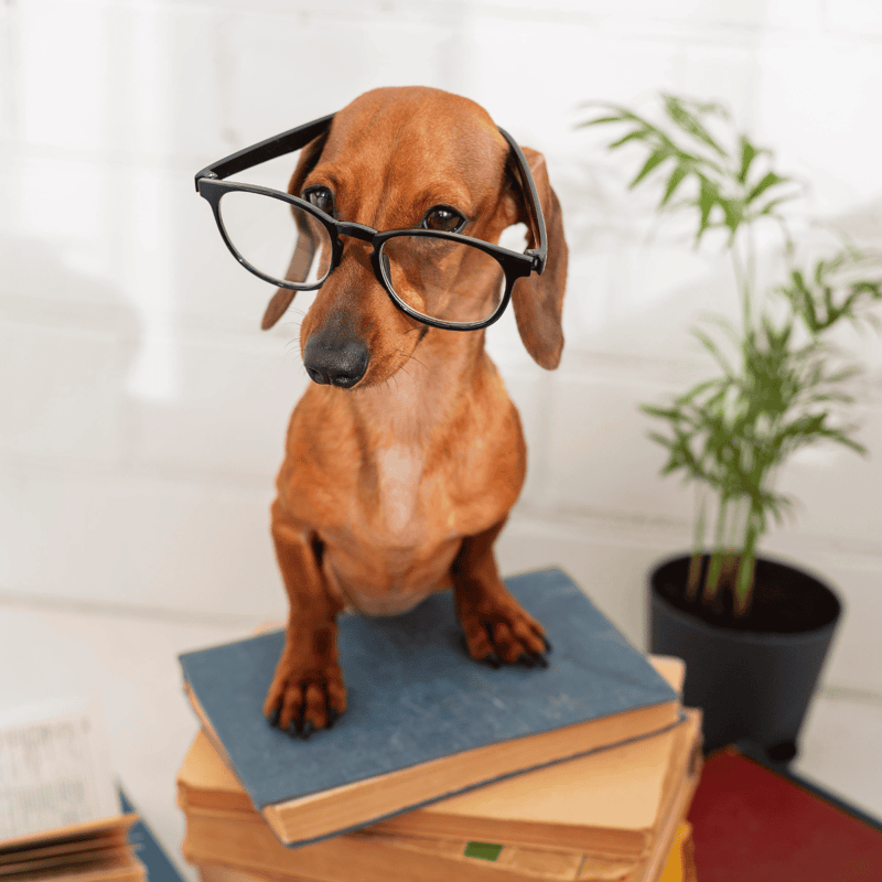 Dog with glasses sitting on books.