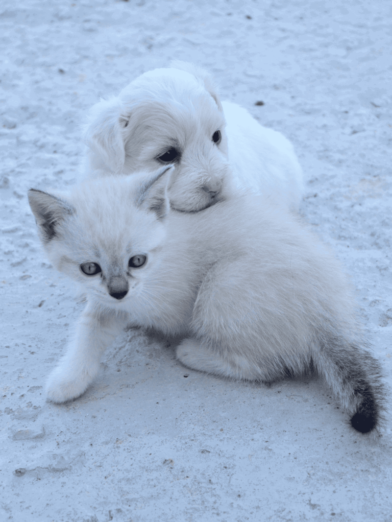 Adorable white puppy cuddling with a kitten on snowy ground.