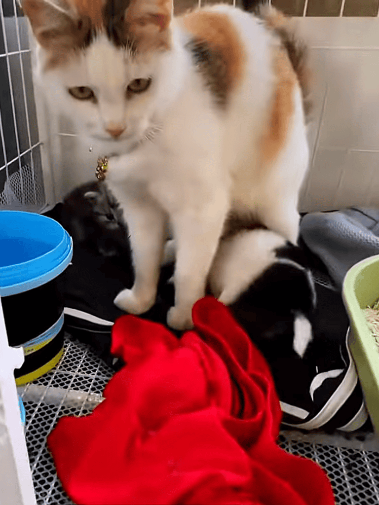 Cute cat and playful kittens in a warm, safe shelter space for pets.